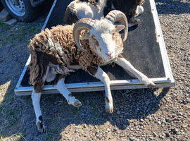 Two Jacob rams