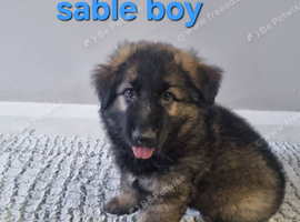 READY TO GO!!! 2 beautiful male german shepherds