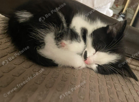 Kitten for sale