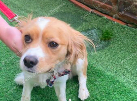 Cavalier x spaniel boy 1 year old