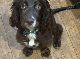 Cocker spaniel