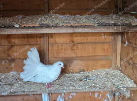 Pair of White Fantails