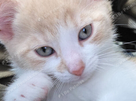 Ginger white cat male