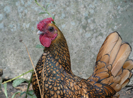 Gold sebright free to good home (2 x Males)