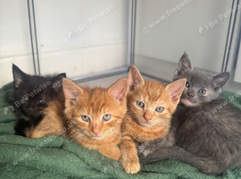 4 playful kittens - 7 weeks old