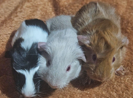 Beautiful gunea pigs for sale ready 12th JULY
