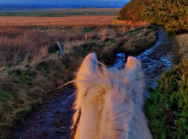 Loan home offered mature rider seeks quiet hacking horse.