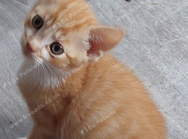 Male kitten