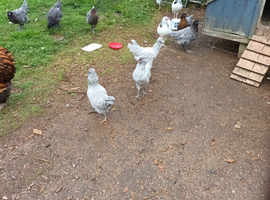 Araucana pullets available