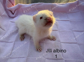 3 albino Jill kits ready to leave