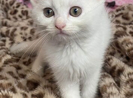 Adorable kittens on sale for just &pound;80!