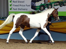 Full Loan &ndash; 15hh PBA Mare