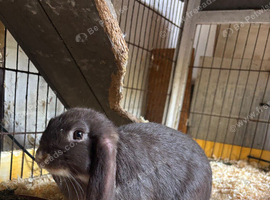 MALE MINI LOP