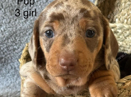 stunning Dapple smooth haired Dachshund puppies.