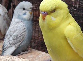 Young Budgies for sale