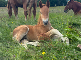 Pure and part bred Suffolk punches available upon weaning