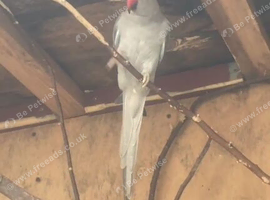 Grey hen ringneck