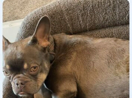 French Bulldog Puppies &ndash; Blue & Tan (8 weeks old)