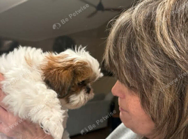 Shih Tzu Puppies