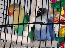 Beautiful lovebirds