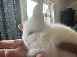 Baby bunny lion head rabbit for sale