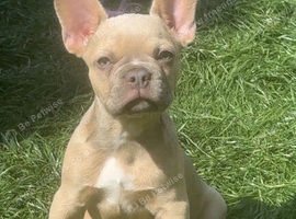 Frenchbulldog