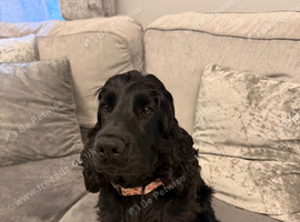 Show cocker