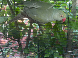 Gray Indian ring neck