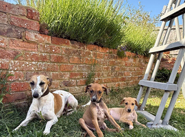 Whippet puppy&rsquo;s