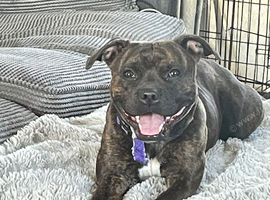 Staffordshire bull terrier for sale