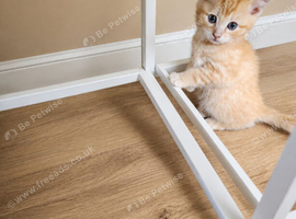 2 ginger male kitten