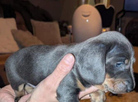 Male Dachshund puppy