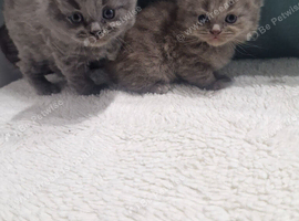 British short haired cross maine coon kittens for sale