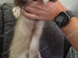 Panda ferret