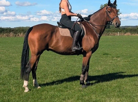 Beautiful ID cross Gelding