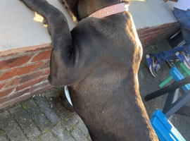 Cane corsa