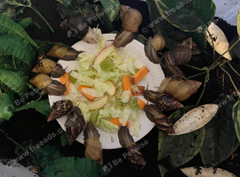 Lissachatina fulica G.A.L.S (COLLECTION ONLY)