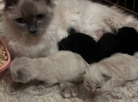 Ragdoll x Maine coon kittens