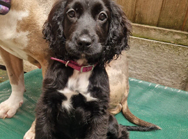 Here i have 1 cocker left for her forever home