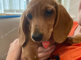 Miniature dachshund