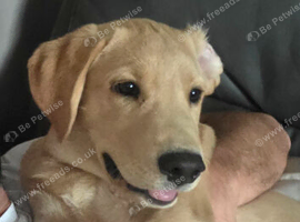 7 Month Old Labrador Retriever