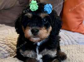 READY NOW!! Stunning Curly Toy Cavapoo's from health tested parents