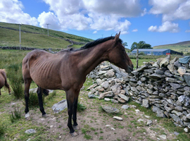 20 yesr old mare.