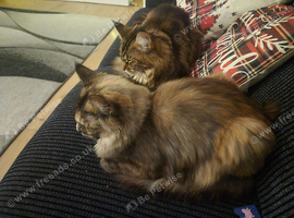 Maincoon female sisters