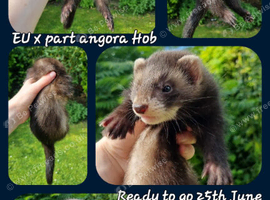 Stunning EU x Part angora kit