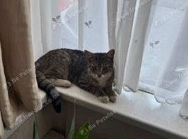 Rehome boy cat