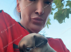 Jug Pup