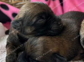 Gorgeous Cairn Terrier Puppies