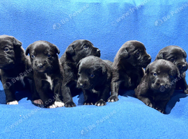 Labrador X Huntaway Puppies