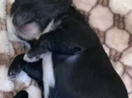 4 beautiful shihzu pups